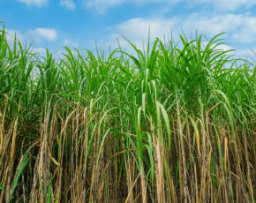 Guia de práticas sustentáveis na indústria sucroalcooleira